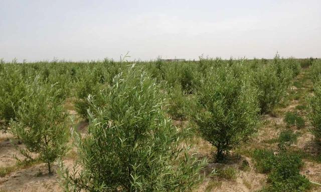 适合种植的盐碱地树种及其特点（以土壤适应性为主要考虑因素的树种选择）