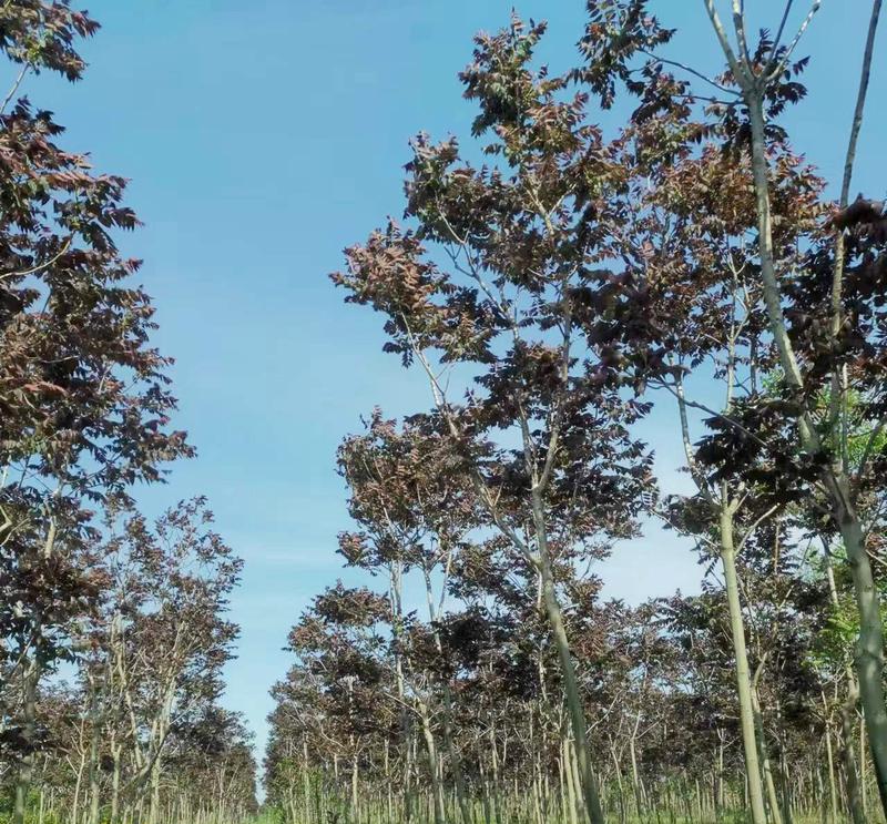 适合种植的盐碱地树种及其特点（以土壤适应性为主要考虑因素的树种选择）