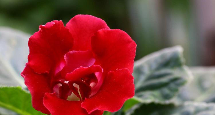 岩桐花开花时间及习性分析（探寻岩桐花四季开花之谜）