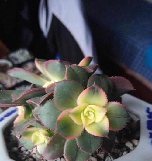 艳日辉开花之美（探索艳日辉的花期与花朵特点）