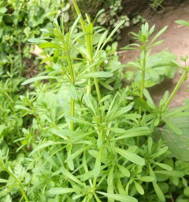 秧草全貌，了解一下（从外形到用途）