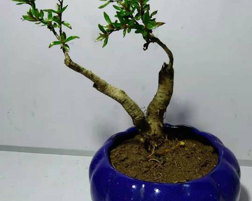 杨梅可以盆栽吗（盆栽杨梅的种植方法和注意事项）