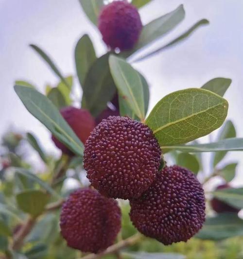 杨梅的最佳食用季节（品尝鲜美杨梅）
