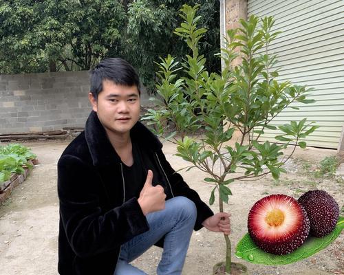 杨梅树盆栽的种植技巧（家庭中如何种植健康的杨梅树）