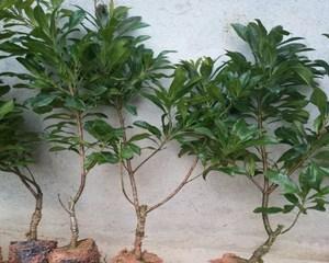 杨梅树盆栽的种植技巧（家庭中如何种植健康的杨梅树）