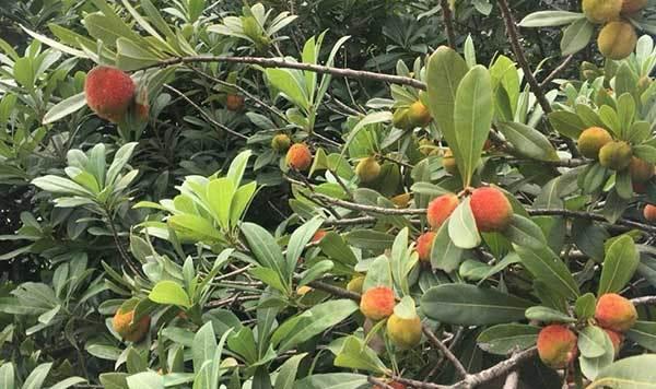 杨梅树耐寒程度分析（探究杨梅树的耐寒极限）