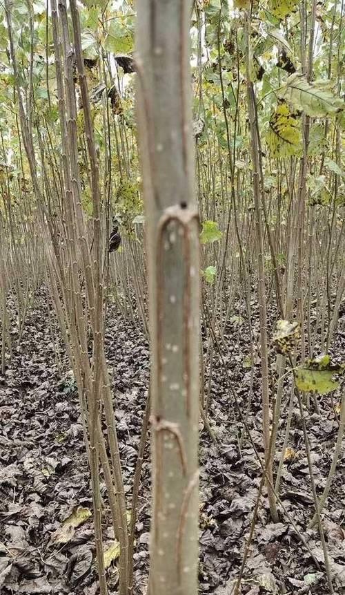杨树的生长周期及特点