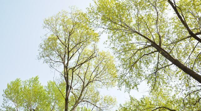 杨树是木本植物吗（探究杨树的分类学和特点）