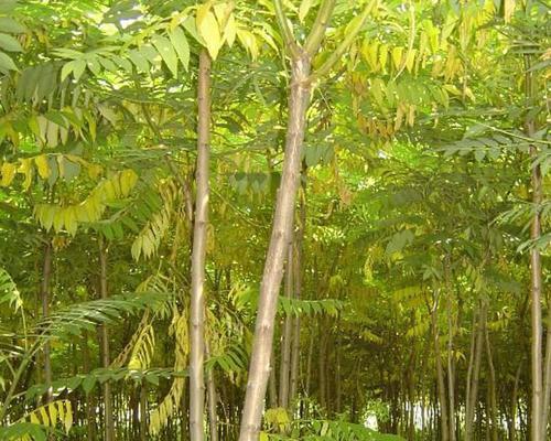 杨树是木本植物吗（探究杨树的分类学和特点）