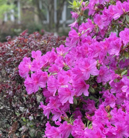 杜鹃花的象征意义——生命与爱的化身（呈现自然美丽的奇迹）