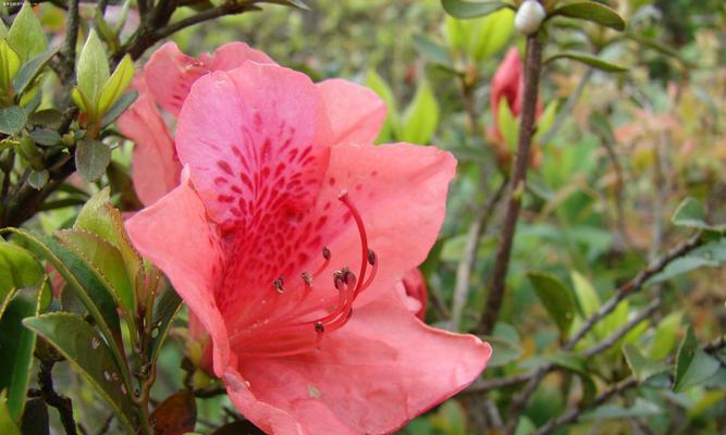 杜鹃花的寓意与象征（绽放在心灵的芬芳世界）