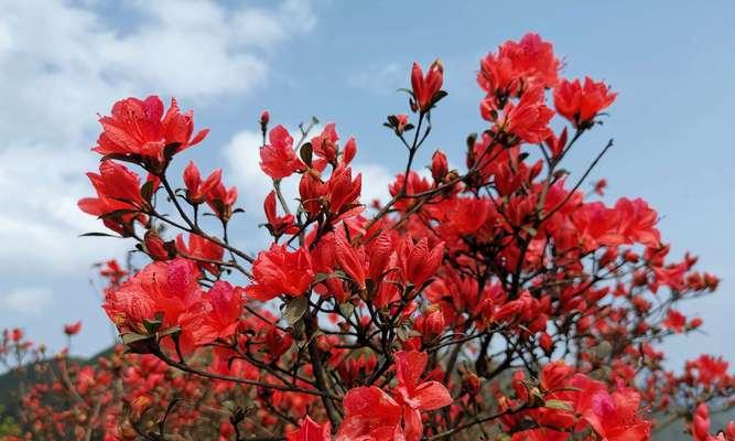 杜鹃花的寓意与象征（绽放在心灵的芬芳世界）