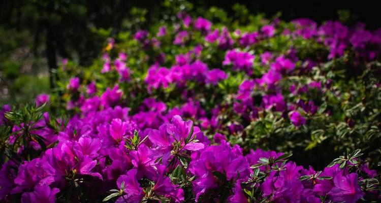 杜鹃花（探寻杜鹃花语与寓意）