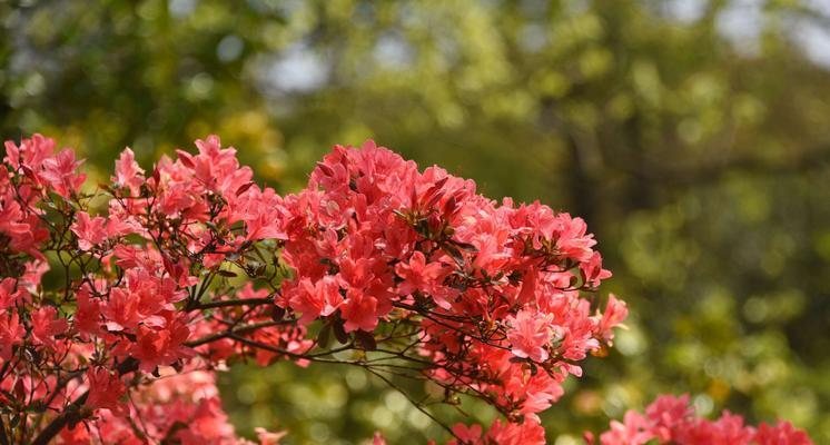 杜鹃花（探寻杜鹃花语与寓意）
