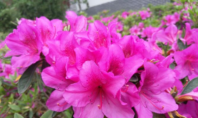 杜鹃花（探寻杜鹃花语与寓意）