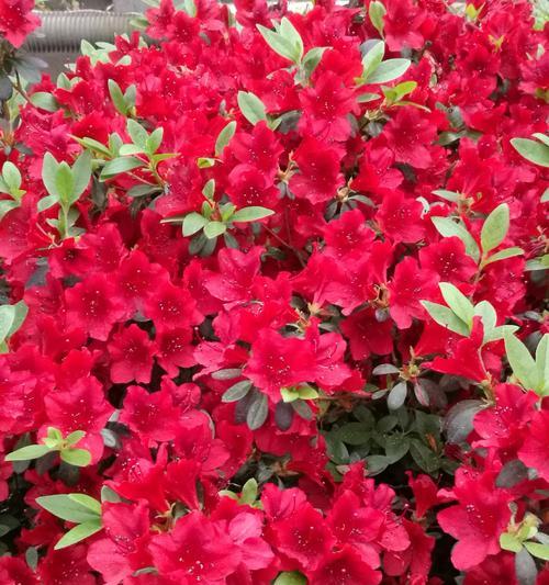 杜鹃花（杜鹃花语的寓意及传承之美）