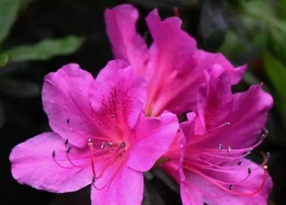 杜鹃花（以杜鹃花代表意思的探索与解读）