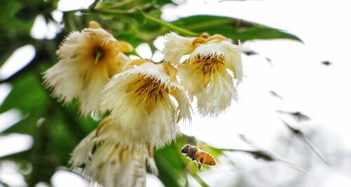 杜英花的花语与意义（探索杜英花花语的美妙世界）