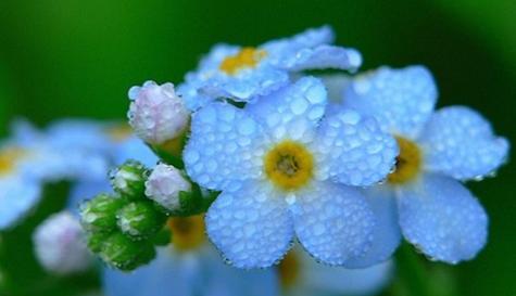 繁缕花（揭示繁缕花的花语）