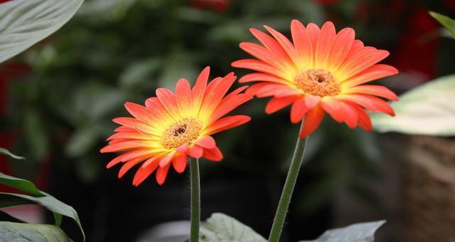 非洲菊的花语（不同颜色的非洲菊与花语意义）