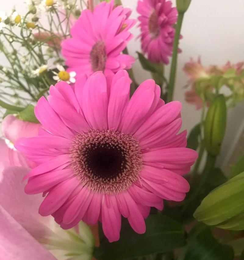 蓝色非洲菊花（解读蓝色非洲菊花的寓意与象征）