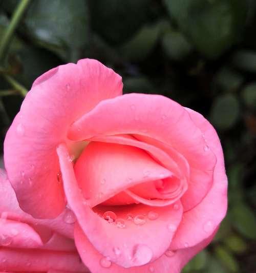 粉色玫瑰（传递爱和美的花朵）