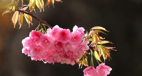 粉色樱花的花语——浪漫与希望的象征（粉色樱花带给人们的美好寓意与期许）