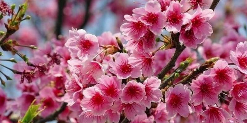 粉色樱花的花语——浪漫与希望的象征（粉色樱花带给人们的美好寓意与期许）