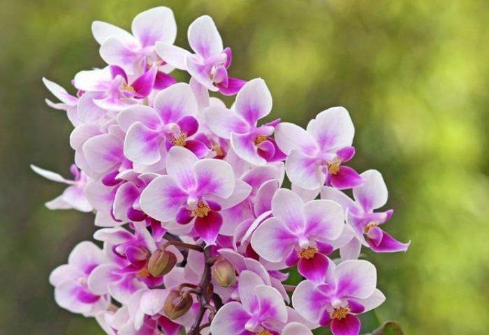 粉色紫罗兰的花语（解读粉色紫罗兰的花语及其象征意义）