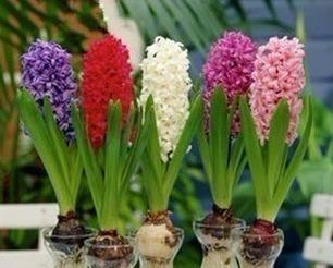 风信子花的象征意义及美丽之谜（揭开风信子的神秘面纱）