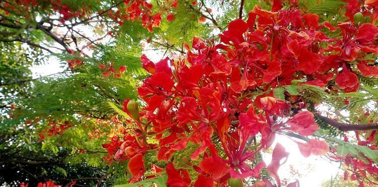 枫叶的花语（秋意浓）