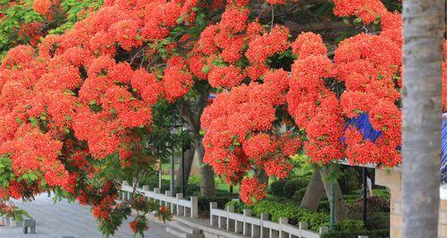 凤凰花（凤凰花的花语及其与人生的契合）