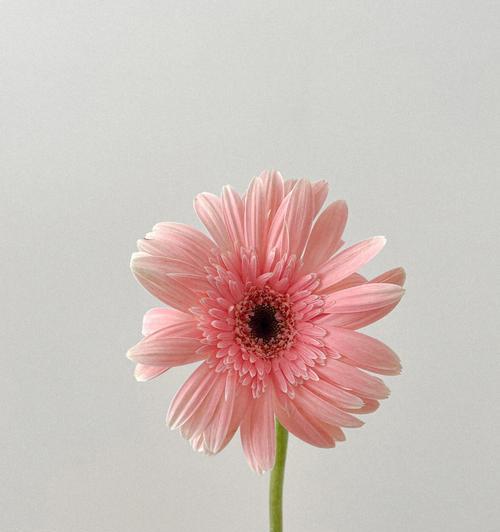 以扶郎花的花语为主题的文章（探寻扶郎花的花语之美）