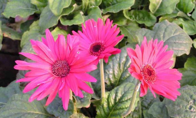 以扶郎花的花语为主题的文章（探寻扶郎花的花语之美）