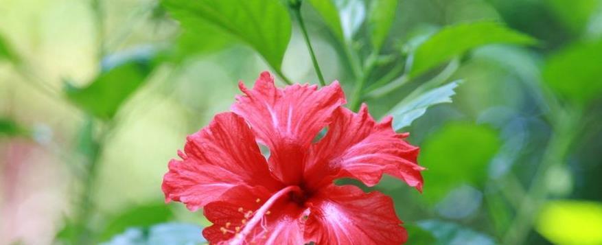 扶桑花（以扶桑花的寓意探索生命的奇迹）