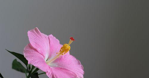 扶桑花（以扶桑花的寓意探索生命的奇迹）