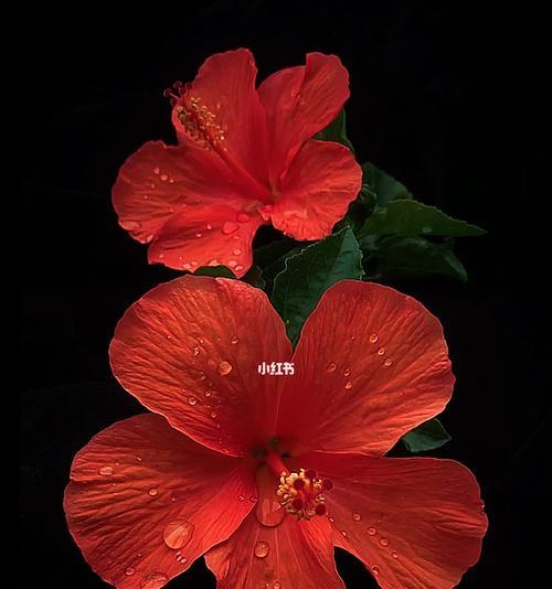 扶桑花（用花语传递情感）