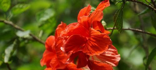 扶桑花（用花语传递情感）