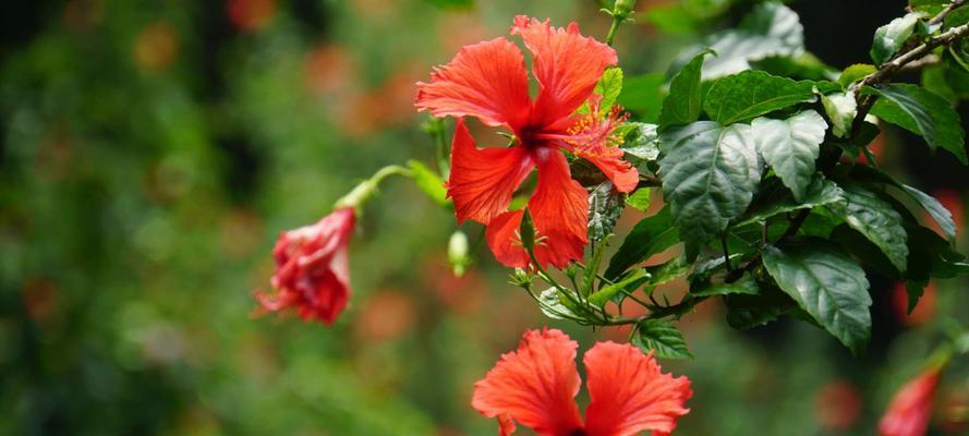 扶桑花（用花语传递情感）