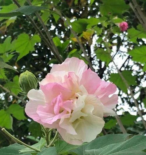 芙蓉花的寓意与象征意义（美丽盛放的花朵与人生的哲理相映成趣）