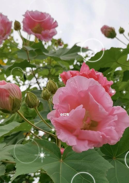 芙蓉花的寓意与象征意义（美丽盛放的花朵与人生的哲理相映成趣）