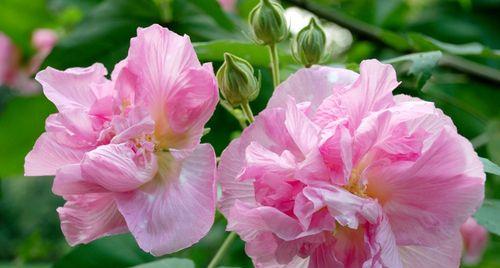 芙蓉花，寓意美丽与坚韧的象征（探秘芙蓉花的花语与文化传承）