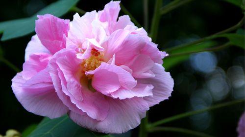 芙蓉花，寓意美丽与坚韧的象征（探秘芙蓉花的花语与文化传承）