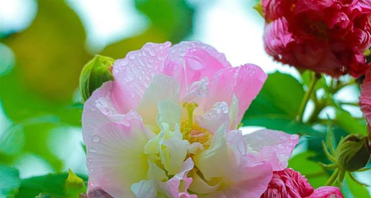 芙蓉花，寓意美丽与坚韧的象征（探秘芙蓉花的花语与文化传承）