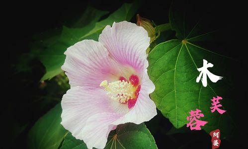 芙蓉花的花语与寓意（唤起深情的芙蓉花）
