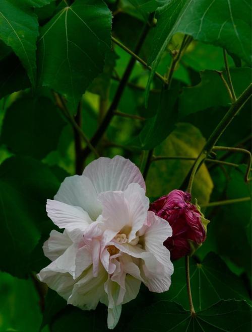 芙蓉花的花语与寓意（唤起深情的芙蓉花）