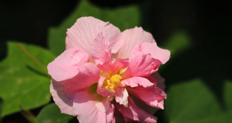 芙蓉花的花语与寓意（唤起深情的芙蓉花）