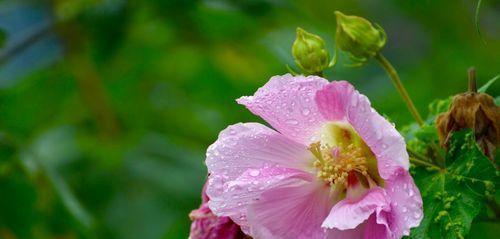 芙蓉花的花语与代表意义（探寻芙蓉花的美丽寓意）