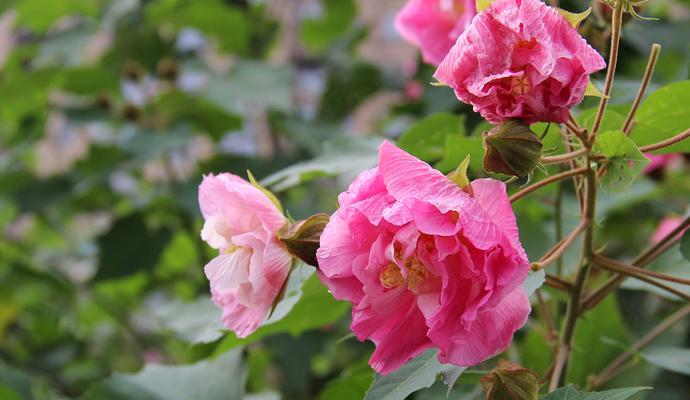 芙蓉花的花语与代表意义（探寻芙蓉花的美丽寓意）