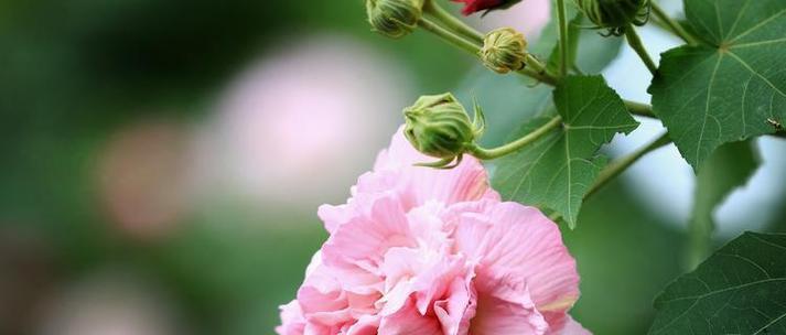 芙蓉花的花语与代表意义（探寻芙蓉花的美丽寓意）